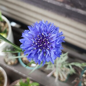 矢車草 ブルーのみ 矢車菊 15粒　同梱可能 ヤグルマギク　八重咲き コーンフラワー 青い花 蒼い 涼しげ 青紫　秋まき　春蒔き　花の種 種子