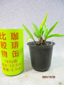 [緑の市場] 富貴蘭 花衣 (102113)画像全高：15㎝＊定形外郵便送料無料※抜き苗発送/宅配便有料※画像状態発送＊選択可　