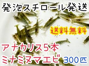 【送料無料 発泡スチロール 保冷】アナカリス5本とミナミヌマエビ300匹のセット メダカや肉食魚の餌 苔取り 