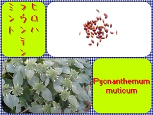 【送料無料】ヒロハマウンテンミント・ピクナンテムム・ムチカム種子50個