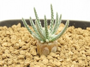 ■[Y136]quinaria ssp.alstonii　うつぼ錦(白花)　実生苗【多肉植物　Avonia　アボニア】