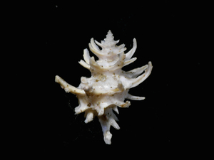 貝の標本 Babelomurex spinosus 31mm.台湾