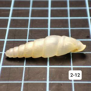 【貝 陸貝 標本】Syuprosphyma lyra【天琴瘤管螺】17mm(天然 陸貝 カタツムリ 蝸牛 マイマイ 殻(2-12