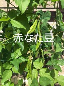 赤なた豆　なた豆　なた豆野菜　野菜　なたまめ　ナタマメ　