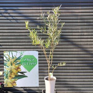 ● 黄色の小花がかわいい ● アカシア ロンギフォリア ● 長葉アカシア ● Acacia longifolia ● 7号 ● 130cm ● 記念樹 ●