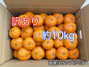 訳あり　青島温州みかん　約10kg箱込み　静岡県産　規格外品家庭用　農家直送　送料無料　087-20