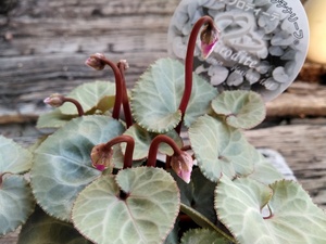 ★白銀の女王★01【シクラメン・プラチナリーフ『アフロディーテ』＊Cyclamen persicum Aphrodite＊】３号★写真現品★　　　　　