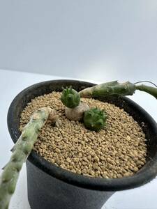 ユーフォルビア グロボーサ 玉鱗宝　Euphorbia globosa 原産地　南アフリカ　抜き苗は送料込　多肉植物　塊根植物