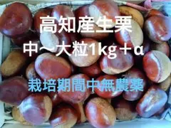 高知産 生栗 中〜大粒　1kg＋α  　栽培期間中無農薬