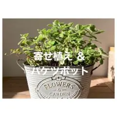 #4 窓辺の寄せ植えポット プランターごと