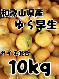 @49 和歌山県産 ゆら早生 10kg サイズ混合 ご家庭用 極早生 みかん 有田みかん