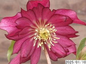 花1ガク0蕾1 開花株3.5号 小野寺園芸生産 八重ダブル クリスマスローズ0110036