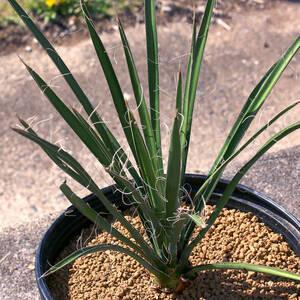 ユッカ・ポトシナ Yucca potosina レア種 大型ブルーユッカ ∂∂∂