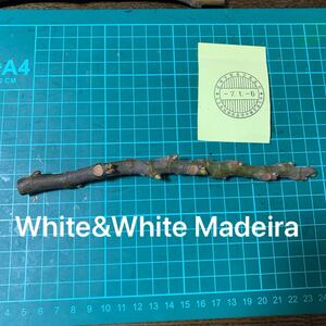 White&White Madeira穂木　 いちじく穂木 イチジク穂木