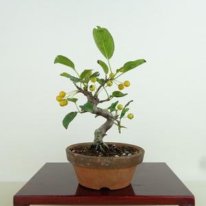 盆栽 酸実 樹高 約14cm ずみ Malus toringo ズミ 実物 黄 バラ科 落葉樹 観賞用 小品 現品