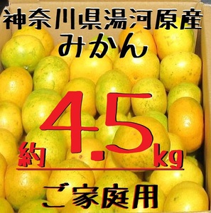 湯河原みかん 約4.5kg ご家庭用 温州みかん 青島みかん 大津みかん 訳あり サイズ不選別 神奈川県湯河原産 数量限定 みかん 約4.5キロ