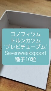 コノフィツム　トルンカツム　‘ブレビチューブム’, Sevenweekspoort 種子10粒