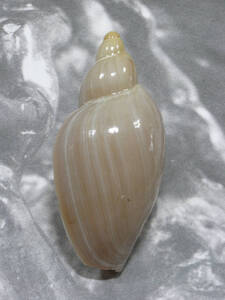 貝の標本 Marginella gigas 119.2mm.. 台湾