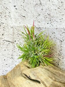 【Frontier Plants】チランジア・イオナンタ・スター T. ionantha Star エアープランツ ブロメリア