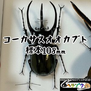 [野外品]コーカサスオオカブト108mm標本新品シーラケース付き（死虫）