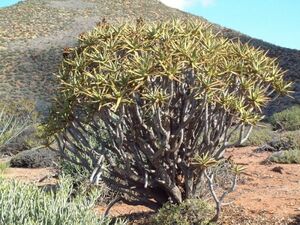 Aloe ramosissima アロエ ラモシシマ ラモシッシマ 種子 20粒