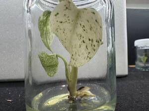 モンステラ　デリシオーサ　ホワイトティアーズ　tissue culture monstera deliciosa White Tears Variegata　組織培養【¨HEIAN¨】