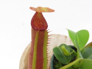 【最新★オリジナル実生】N.truncata(e )red × red × N.edwardsiana Tambuyukon 2号【現品限り】ネペンテス_16965