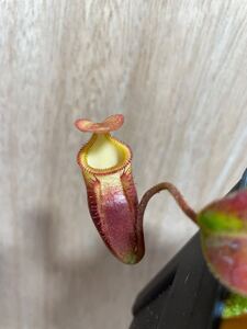 選抜　黄牙 Nepenthes ×harryana Tambuyukon ネペンテス　ハリアナ　食虫植物