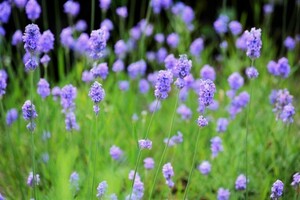 イングリッシュラベンダー　　花の種