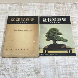 BF28【本】古書　加島書店 盆栽写真集 村田憲司編 1966年 昭和41年 五葉松 蝦夷松 真柏 白樺 黒松 丁字桂 どうだん ぶな 欅 野梅 楓 千仏石