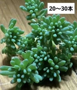 多肉植物　パリダム　カット苗　20～30本