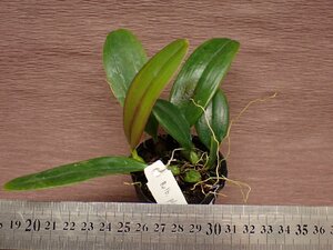 Bulbophyllum plumatum バルボフィラム・プルマタム 721●ラン苗