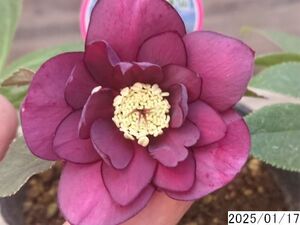 花1ガク0蕾2 開花株3.5号 小野寺園芸生産 八重ダブル クリスマスローズ0117017