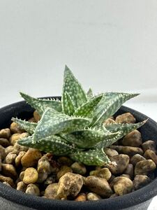 アロエ ディスコイングシー グリーン 希少タイプ Aloe descoingsii cv.green アフリカ原産 多肉植物