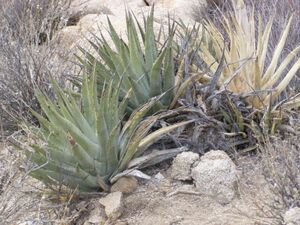 Agave cerulata subsp. cerulata アガベ　セルラータ 種子 50粒