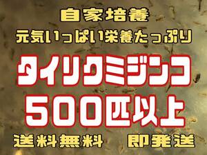 【小さな絆メダカ】自家培養の元気いっぱい栄養たっぷりのタイリクミジンコ 約５００匹以上　めだか等のエサに