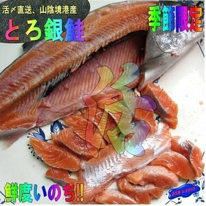 脂のってます!!「境港サーモン1.6kg」(とろ銀鮭) もちろん生食用!! -活冷凍-