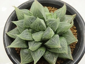 ■[W083]フェアリー【多肉植物　Haworthia　ハオルチア　ハオルシア】