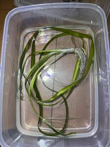 Vallisneria neotropicalis (inv. ギガンテア) スリランカ便 バリスネリア 原種 水草