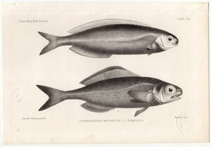 1880年 鋼版画 英国とアイルランドの魚類~イボダイ科 クロメダイ CENTROLOPHUS POMPILUS 蔵書印あり 博物画