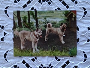 古い絵葉書 秋田犬 1枚 カラー写真 日本犬 秋田県大館市 ハチ公の里