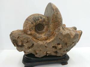天然石 アンモナイト 化石