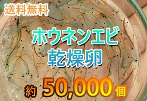 【送料無料】ホウネンエビ　休眠卵　50000匹相当 耐久卵　メダカ　餌　ミジンコ　稚魚　上陸　　ヤモリ　サンショウウオ