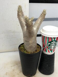 5212 「塊根植物」パキポディウム エニグマティクム 植え【発根・Pachypodium enigmaticum・多肉植物】