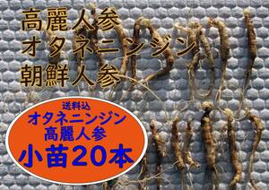 オタネニンジン・高麗人参・朝鮮ニンジン・信州人参2年生球根小苗20本