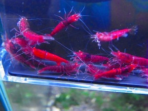 Golden-shrimp　　レッドダイヤゴールデンアイ20匹繁殖セット　発送日は金土日のみ