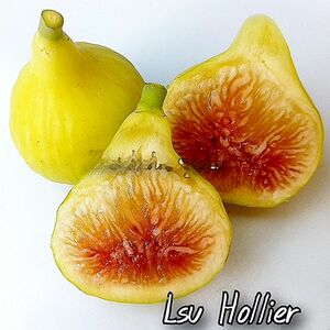 【Fg3070】在庫ラスト株！超希少 『 LSU HOLLIER 』イチジク 穂木 海外輸入 入手困難！！ 挿し木 無花果