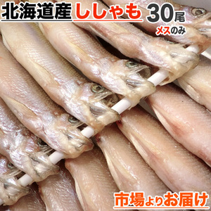 北海道産 本ししゃも メス30尾 本物ししゃも ししゃも シシャモ Shishamo 柳葉魚 道産ししゃも 干物 魚 肴 敬老 敬老の日 敬老ギフト