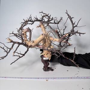 405 Commiphora kataf pure コミフォラ カタフ ピュア　ベアルート株