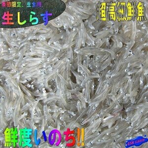 お刺身用「しらす1kg(500g×2)」鮮度抜群、活冷凍　『魚王国』境港産